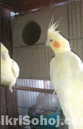Lutino Breeding Cocktail